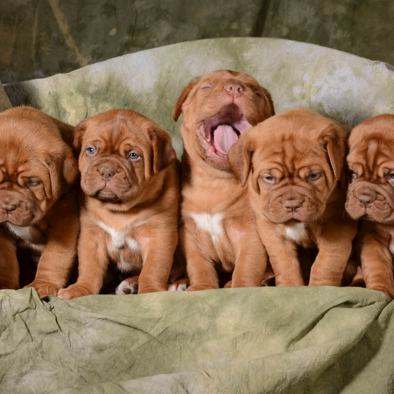 The Essential ‘What to Buy for a Puppy’ Checklist!